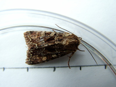 Pale-shouldered Brocade